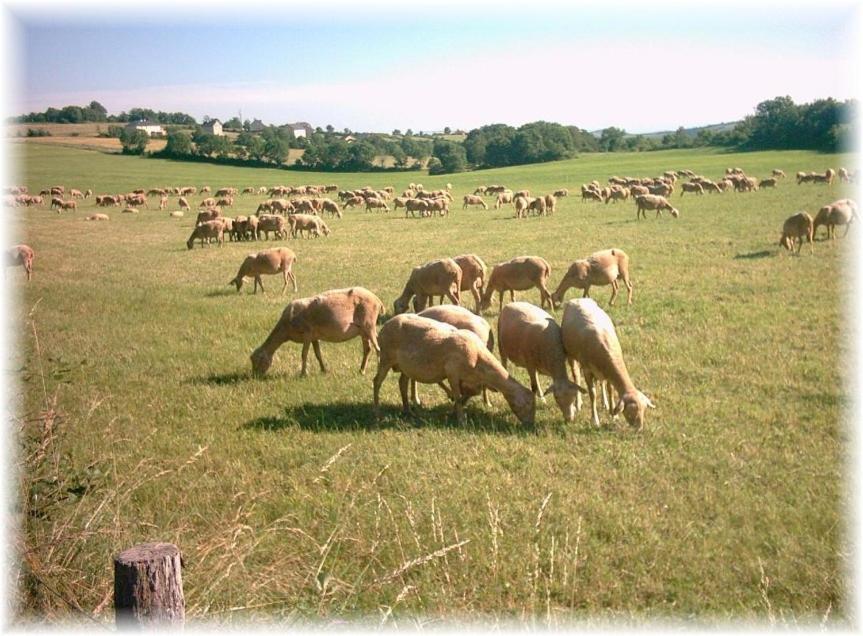 Chambre Au Calme Avec Spa Privatif Gratuit Sud Aveyron Les Palmiers Des Causses Saint-Rome-de-Tarn ภายนอก รูปภาพ